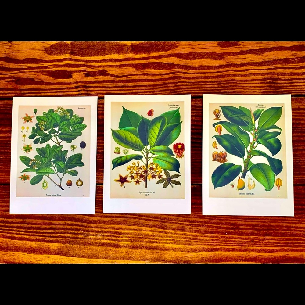 Three Vintage Floral Botanical Prints (5.5x7.5)